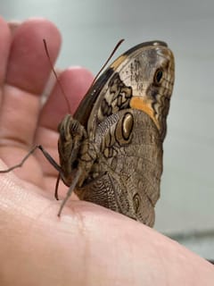 Mariposa Búho